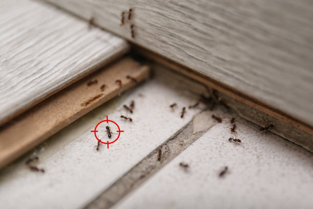 Best Residential Pest Control  in Amityville, NY