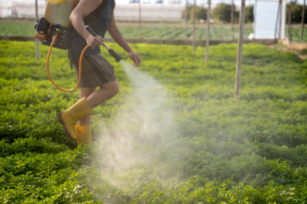 Best Local Pest Control Services  in Amityville, NY