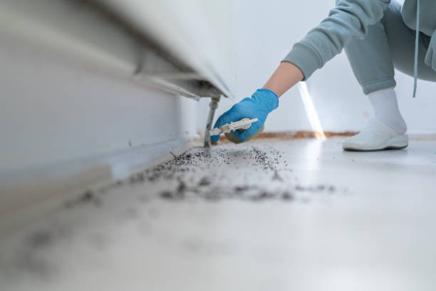 Best Affordable Pest Control Services  in Amityville, NY